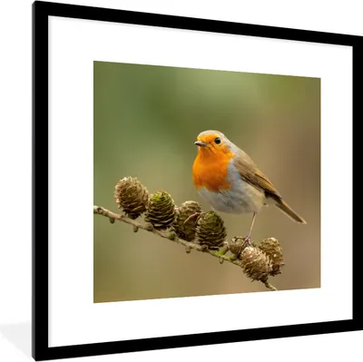 Produktbild von MuchoWow® Gerahmtes Poster Vogel - Rotkehlchen - Tannenzapfen - Zweig - Herbst 40x40 cm - Poster mit Schwarzem Bilderrahmen Wandposter Rahmen Foto Bilder - Poster - Plakat im Rahmen