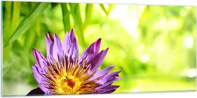 Produktbild von Bilder auf glas - Asien spa bambus blume - 120x50cm - Glasbilder - Wandbilder - Kunstdruck - zum Aufhängen bereit - Wanddekoration aus Glas - Glas Bilder - Wandbild auf Glas - GAB120x50-2476