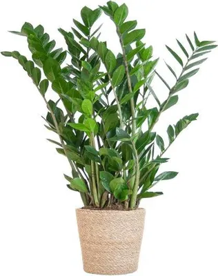 Immagine prodotto di Zamioculcas Zamiifolia 80cm - Pianta da appartamento "Piuma della fortuna"