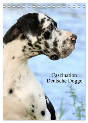 Produktbild von Faszination Deutsche Dogge (Tischkalender 2027 DIN A5 hoch), CALVENDO Monatskalender