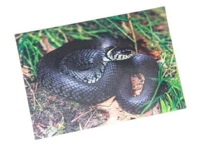 Produktbild von 3 D Ansichtskarte Ringelnatter, Postkarte Wackelkarte Hologrammkarte Tiere Tier Schlange