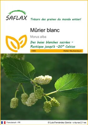 Image de SAFLAX - Mûrier blanc - 200 graines - Morus