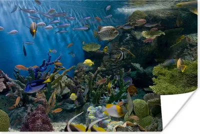 Produktbild von MuchoWow® Poster Lebendige Unterwasserwelt 30x20 cm - Plakate - Print