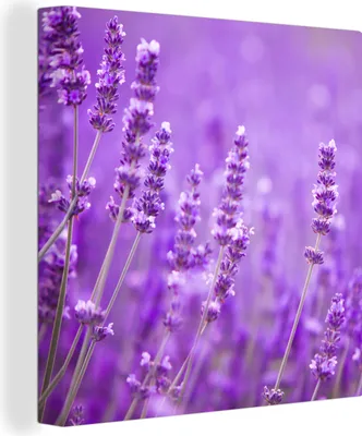 Produktbild von OneMillionCanvasses® - Leinwandbilder - Bild auf Leinwand Wandbild Leinwandbild Lavendel - Nahaufnahme - Blumen - Lila, 90x90 cm, Kunstdruck Wandkunst Gemälde auf Holzrahmen - Malereien - Wandschmuckes