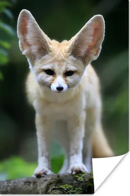 Produktbild von MuchoWow® Poster Fuchs - Wald - Natur 20x30 cm - Papierdruck