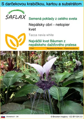 Obrázok produktu pre SAFLAX Darčeková sada - Nepálsky obri - netopier kvet - Tacca nevia white - 10 Semená - S darčekovou krabičkou, prepravným štítkom, darčekovou kartou a pestovateľským médiom