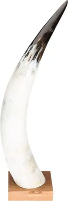 Produktbild von Rinderhorn poliert, Hornlänge ca. 50-59 cm, auf einem Holzständer
