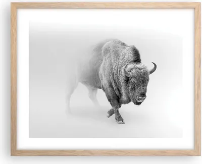 Produktbild von Gerahmtes Poster - Rahmen in heller Eiche - Wisent Schwarzweiß Licht - 50x40 cm - Wand Bild - Wanddeko - Wandbilder - Kunstposter - Wandposter - Bilderrahmen - Bilder - Kunstdruck - P2NAA50x40-4418