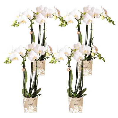 Produktbild von Kolibri Orchideen | Combi Deal von 4 weißen Phalaenopsis Orchideen - Amabilis - Topfgröße Ø9Cm | Blühende Zimmerpflanze - frisch vom Züchter