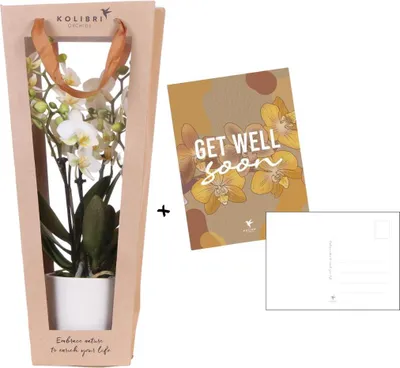 Produktbild von Pflanzengeschenk Gute Besserung Ø9cm Zimmerpflanze Grünpflanze Topfpflanze Deko