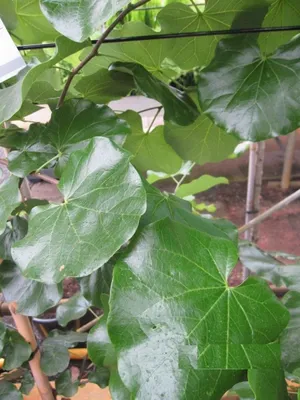 Produktbild von Cercis canadensis Texas White - Kanadischer Judasbaum - 150-175cm
