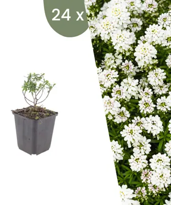 Produktbild von Plants by Frank | 24 Schleifenblume 'Schneeflocke' Pflanzen | Iberis Sempervirens 'Schneeflocke' | Bodendecker | Winterhart | Mehrjährig | Gartenpflanzen