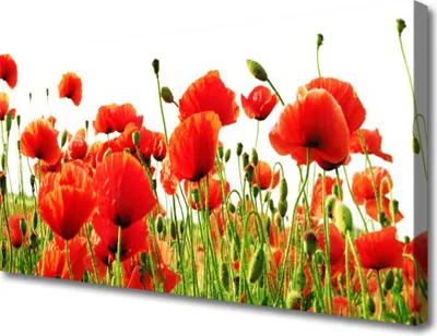 Produktbild von Tulup Leinwand-Bilder 100x50 Wandbild Canvas Kunstdruck Mohnblumen Natur