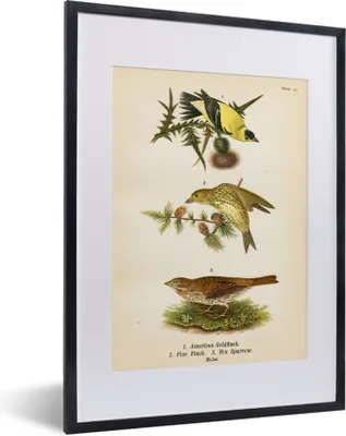 Produktbild von MuchoWow® MuchoWow® Gerahmtes Poster Antiker Vogeldruck 30x40 cm - Poster mit zchwarzem Bilderrahmen - Wandposter Schlafzimmer