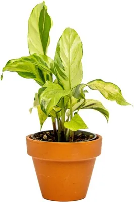 Obrázek produktu pro Gardners Calathea White Miracle, průměr 6 cm