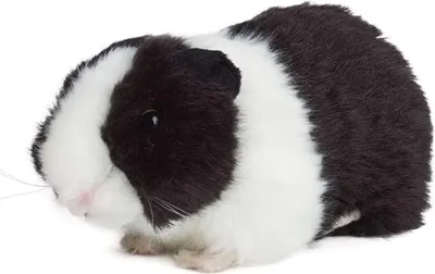 Produktbild von Living Nature Meerschweinchen schwarz 18cm ohne Sound Plüschtier Kuscheltier Meerschwein Kinder