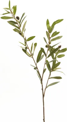 Produktbild von künstlicher Olivenzweig mit 3 Zweigen H. 80cm grün braun Emerald Kunstblumen WA