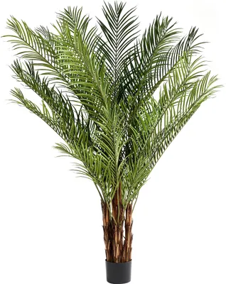 Produktbild von aplanta Künstliche Palme – Caliora | 240 cm, für drinnen, Kunstbaum, wie echt, Allergiker geeignet, pflanzliche Dekoration Praxis, Office & Wohnzimmer