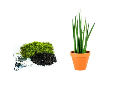Obrázok produktu pre Gardners Kokedama "Vyrob si sám" Sansevieria bacularis (M)