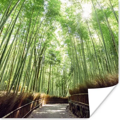 Produktbild von MuchoWow® Poster Bambushain in Arashiyama Japan 75x75 cm - Wand Dekoration