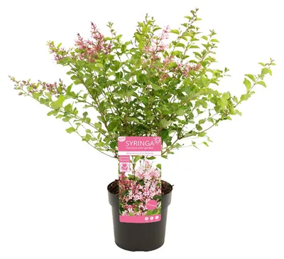 Produktbild von 1x Syringa Bloomerang Pink Perfume P19 H60