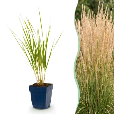 Image de Green boutiQ - Grassen - Calamagrostis Karl Foerster - Struisriet - Met Pluim - Groen - 24 Planten - Pot 11cm - Hoogte 15-25cm