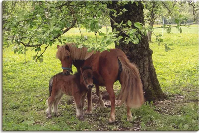 Produktbild von ARTland Leinwandbild Pony - Mutterglück Größe: 120x80 cm