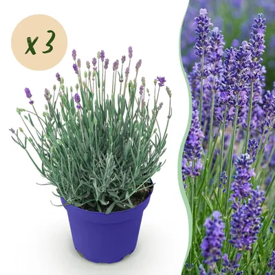 Image de Green boutiQ - Plante de jardin - Lavandula angustifolia Hidcote - Lavande - Rustique - Violet - 3 plants - Pot de 12 cm - Hauteur 15-25 cm