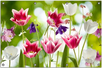Produktbild von Wallario Outdoor-Poster für Garten oder Balkon, Motiv Blühende Blumen im Frühling in pink und weiß, in ca. 80 x 120 cm