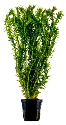Produktbild von Aquarium Pflanze Elodea canadensis - Kanadische Wasserpest für Aquarien