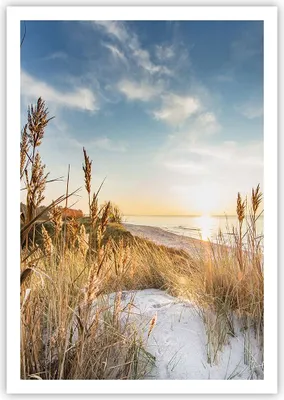 Produktbild von Poster - Poster ohne Rahmen - Ähren Küste Sonne - 70x100 cm - Wand Bild - Wanddeko - Wandbilder - Kunstposter - Wandposter - Bilder - Kunstdruck - Wanddekoration - Wandbild - P2XPA70x100-4653