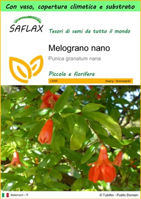 Immagine prodotto di SAFLAX Garden to go - Melograno nano - 50 semi - Punica