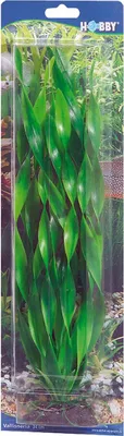 Obrázok produktu pre Hobby Vallisneria, 34 cm