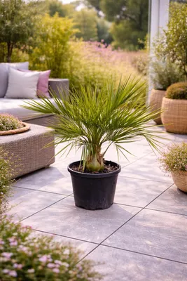 Produktbild von Geleepalme Butia capitata winterhart 80–100 cm Kübelpflanze exotische Jelly Palm frosthart Garten Terrasse Palme