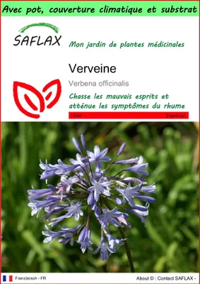 Image de SAFLAX Garden to go - Verveine - 250 graines - Verbena