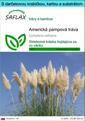 Obrázok produktu pre SAFLAX Darčeková sada - Americká pampová tráva - Cortaderia selloana - 200 Semená - S darčekovou krabičkou, prepravným štítkom, darčekovou kartou a pestovateľským médiom