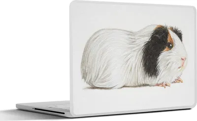 Produktbild von MuchoWow® Laptop Aufkleber Sticker Cover Eine Illustration eines Meerschweinchens mit dunklen Flecken 32.5x23.5 cm - Sticker für Laptop - Selbstklebend
