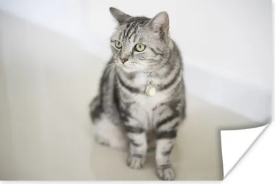 Produktbild von MuchoWow® Poster American Shorthair Kätzchen 60x40 cm - Schlafzimmerdekoration