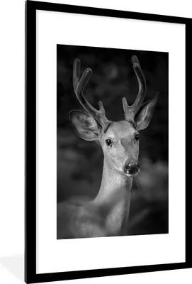 Produktbild von MuchoWow® MuchoWow® Gerahmtes Poster Tierprofil Hirsche in schwarz und weiß 60x90 cm - Poster mit zchwarzem Bilderrahmen - Dekoration - Wandposter Wohnzimmer - Hochwertig