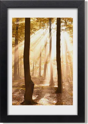 Produktbild von Bild 20x30 MDF-Rahmen, Wandkunst Herbstwald