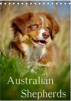 Produktbild von Australian Shepherds (Tischkalender 2025 DIN A5 hoch), CALVENDO Monatskalender