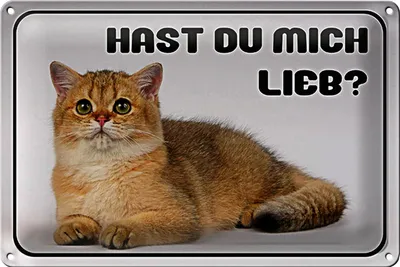 Produktbild von Blechschild Katze 30x20cm hast du mich lieb?