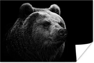 Produktbild von MuchoWow® Poster Bär - Leicht - Schwarz 180x120 cm - Fotoplakat