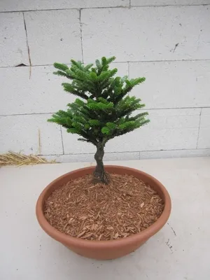 Produktbild von Zwerg Koreatanne Nina - Bonsai auf Hochstämmchen - Abies koreana Nina