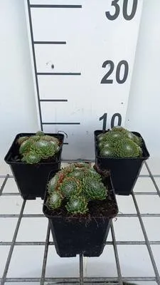 Zdjęcie produktu dla 6 x Sempervivum hybr. 'Jubilee' - korzeń domowy - doniczka 9 x 9 cm