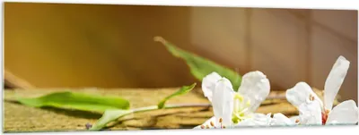 Produktbild von Bilder auf glas - Asien spa bambus blume - 160x50cm - Glasbilder - Wandbilder - Kunstdruck - zum Aufhängen bereit - Wanddekoration aus Glas - Glas Bilder - Wandbild auf Glas - GAB160x50-2499