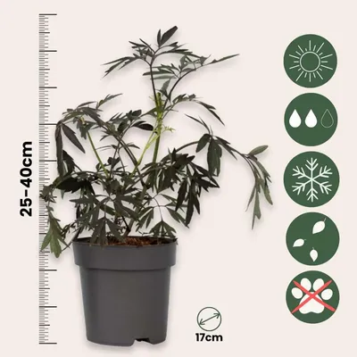 A potted plant with a ruler and icons indicating plant care.