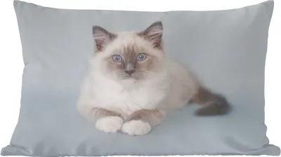 Produktbild von MuchoWow® Zierkissen Sofakissen Wohnzimmer Dekokissen 60x40 cm Katze - Ragdoll Katze - Blau - Mädchen - Kinder - Jungen - Kind - Kopfkissen - Polster mit Foto