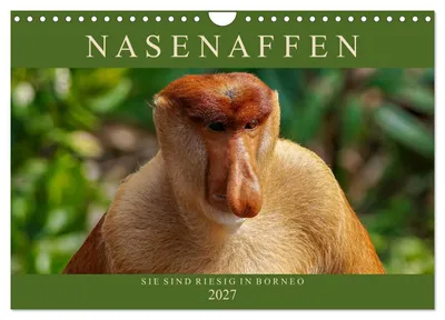 Produktbild von Nasenaffen von Borneo (Wandkalender 2027 DIN A4 quer), CALVENDO Monatskalender