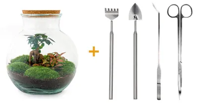 Zdjęcie produktu dla Ogród w butelce "Teddy" - terrarium roslinne DIY - 27 cm wysokosci - z fikusem bonsai - w zestawie grabie, lopata, peseta i nozyczki